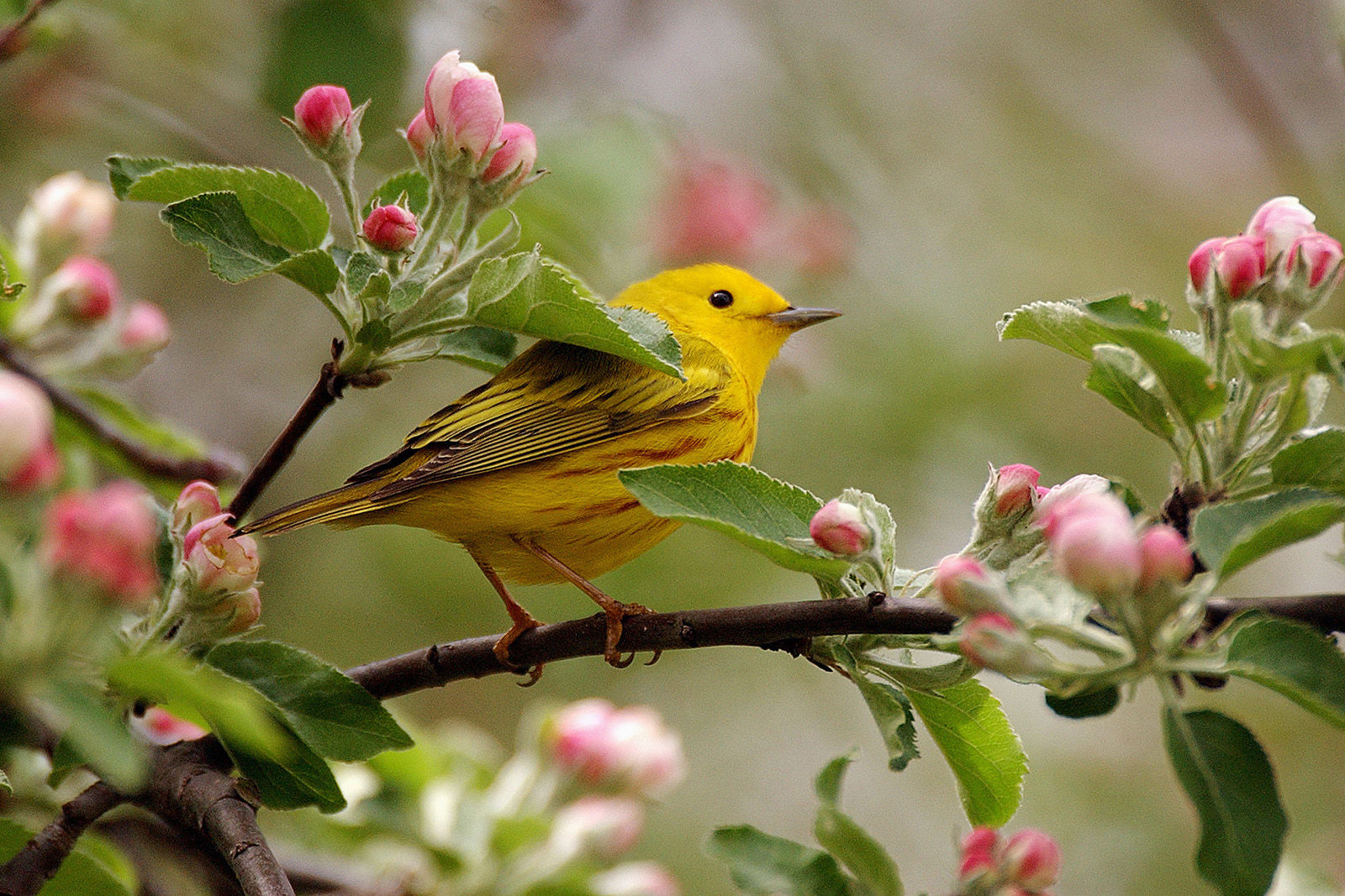 The growth cycle: Spring.